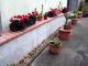 AWO-Volksgarten-Blumenschmuck-08-2012