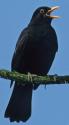 amsel