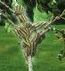 eichenraupenspinner