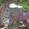 img_0186.jpg